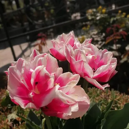 Отель Trakia Garden